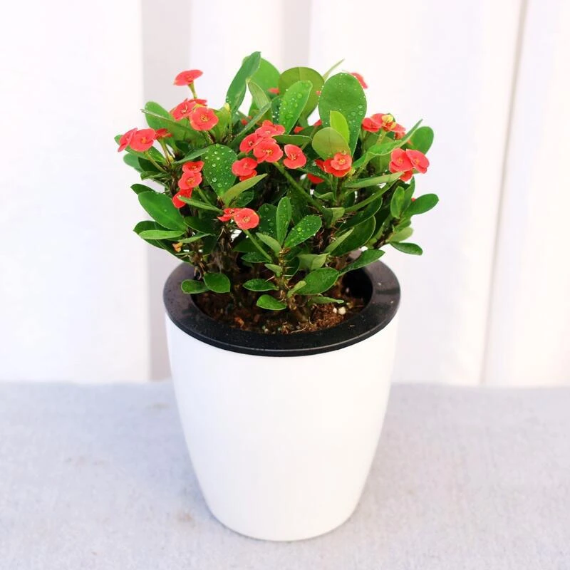 虎刺梅盆栽四季开花好养植物室内小盆栽带花铁海棠耐旱花卉绿植