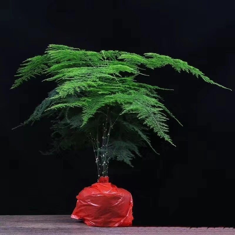 精选文竹植物大文竹适用室内吸甲醛净化空气四季常青好养易活育苗