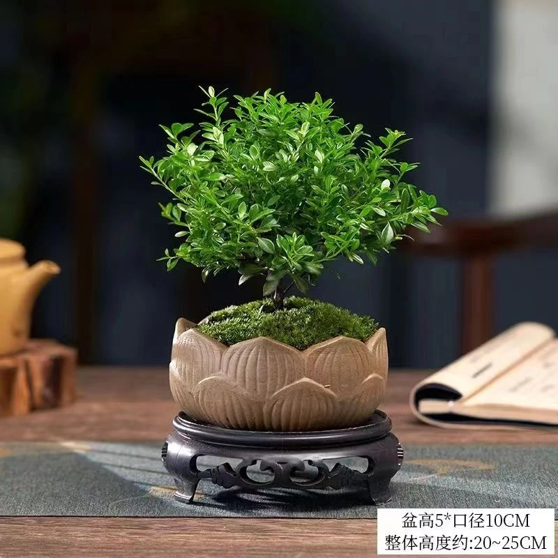 小叶赤楠盆栽植物办公室内金丝楠木好养活老桩摆放微盆景软装好物