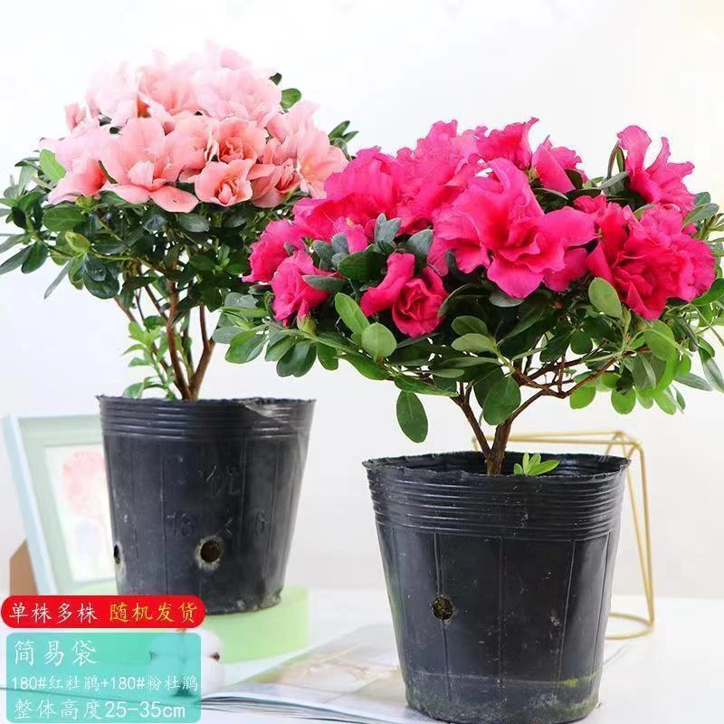 杜鹃花盆栽重瓣花卉植物室内四季开花鲜花带花苞树苗绿植好养易活