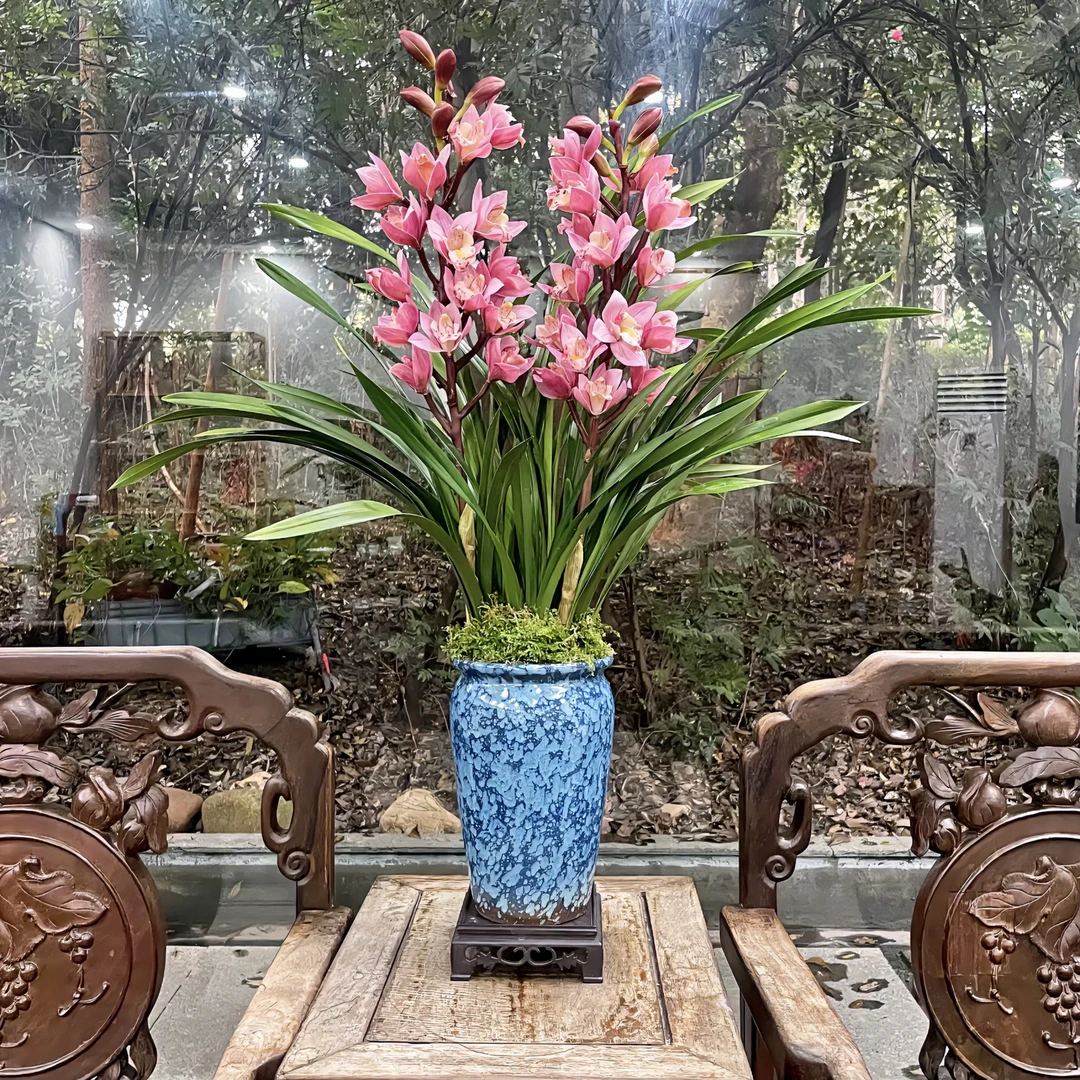 【特A级红樱花】大花惠兰年宵花开红色大花 花期冬季至春季开花养兰