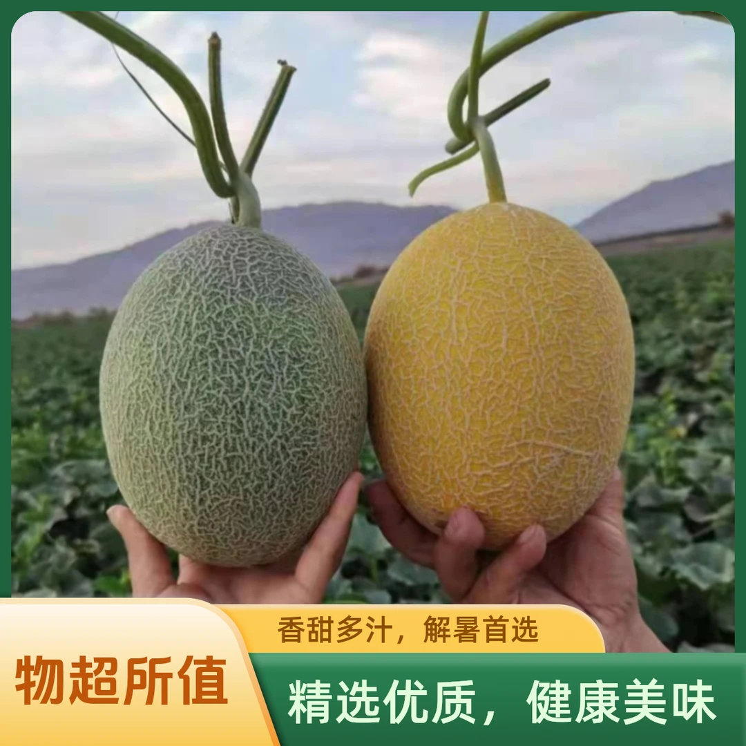 正宗新疆哈密瓜 新鲜西周蜜火焰蜜瓜双拼哈密瓜应季水果包邮