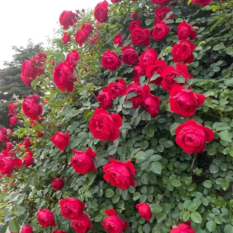 佛罗伦蒂娜      大型爬藤月季花苗藤本蔷薇花苗阳台庭院