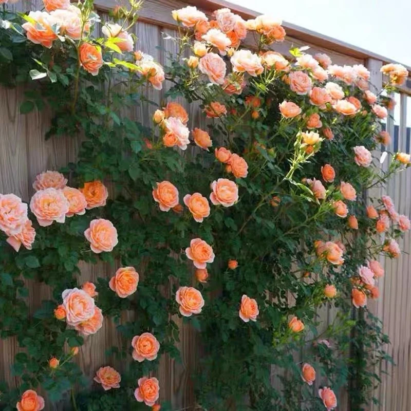 甜梦  藤本月季花苗多头勤花花量大爬藤多季庭院