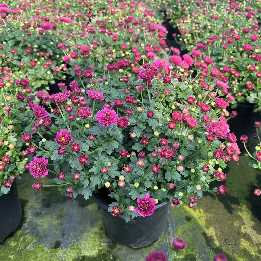 【 球菊】阳台盆栽庭院地栽花期长花量大，多年生耐寒耐热，送肥料