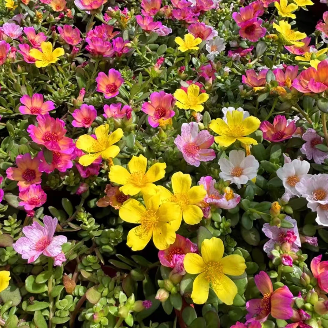 3盆3色【单瓣马齿苋太阳花】苗耐热植物花期长120规格