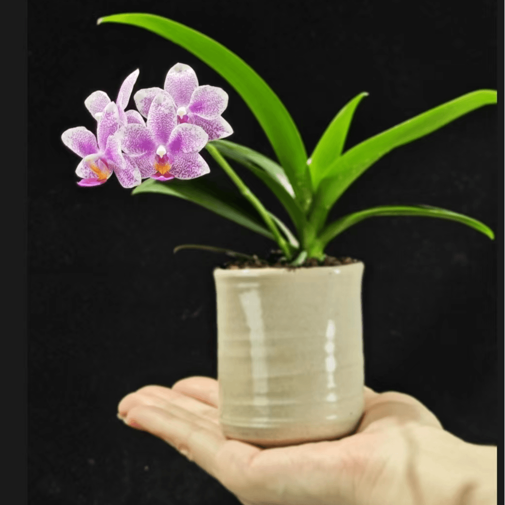 【零度生物】花莲银河—蝴蝶兰