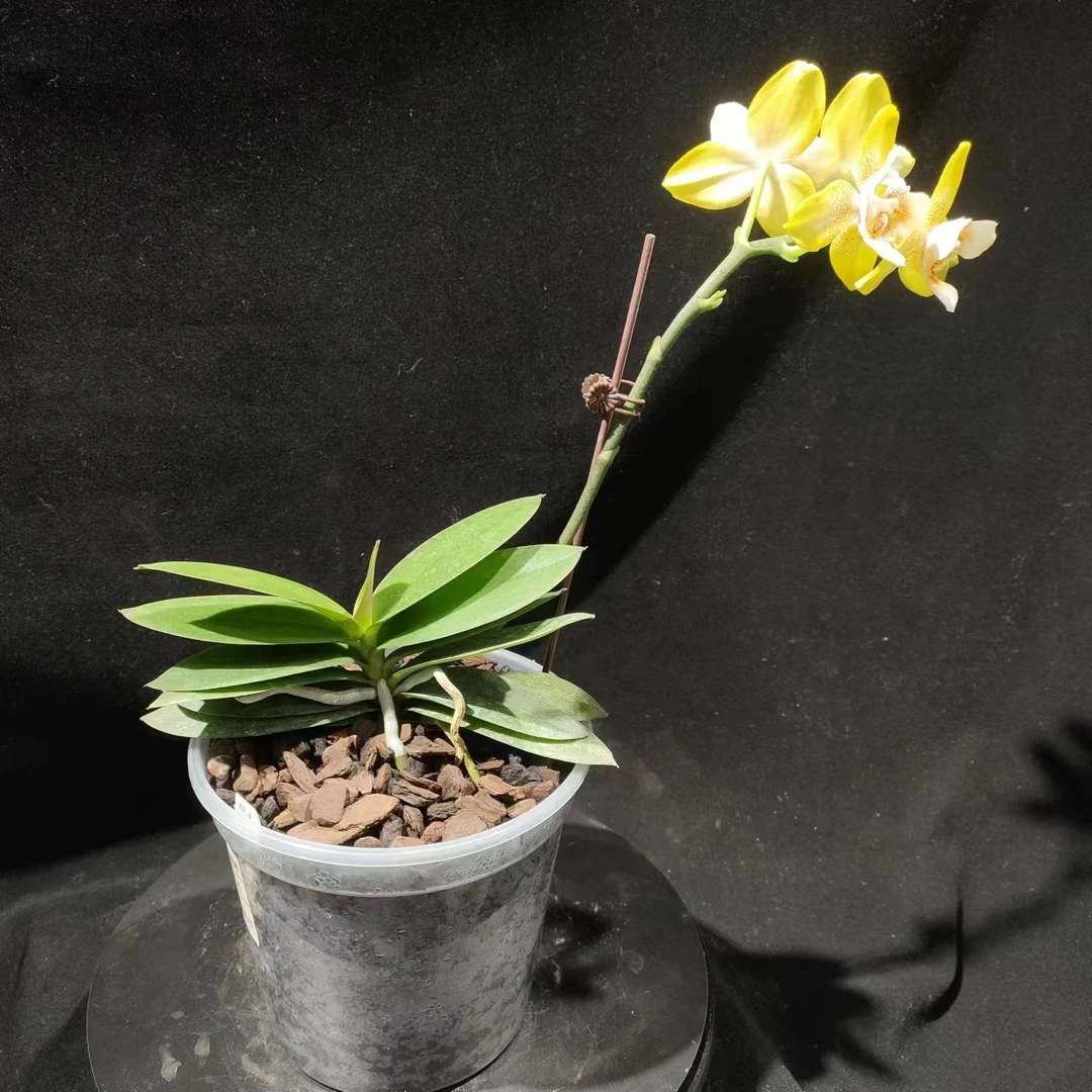 【零度生物】萨拉黄金L17