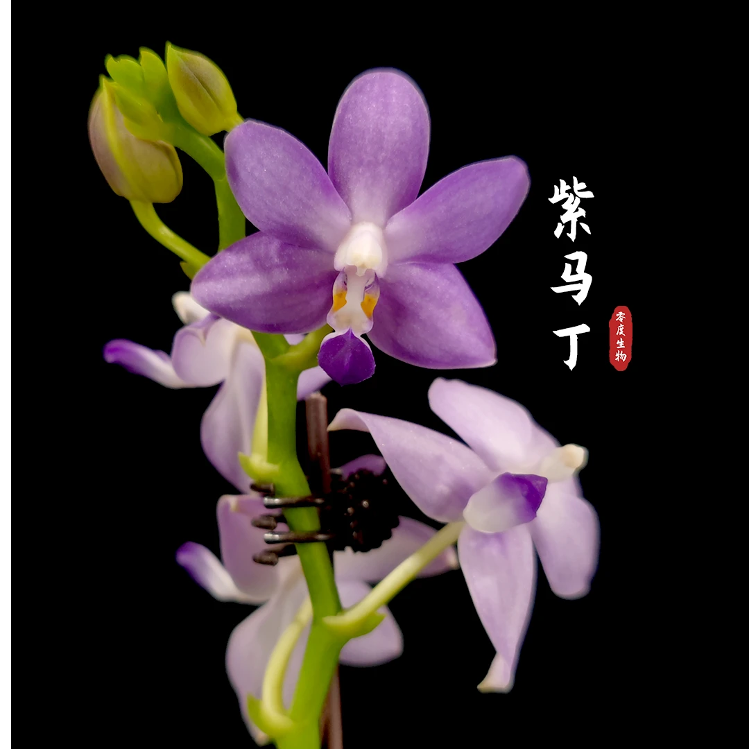ISUN/零度生物【零度生物】紫马丁原生兰续花型带香味阳台绿植原盆