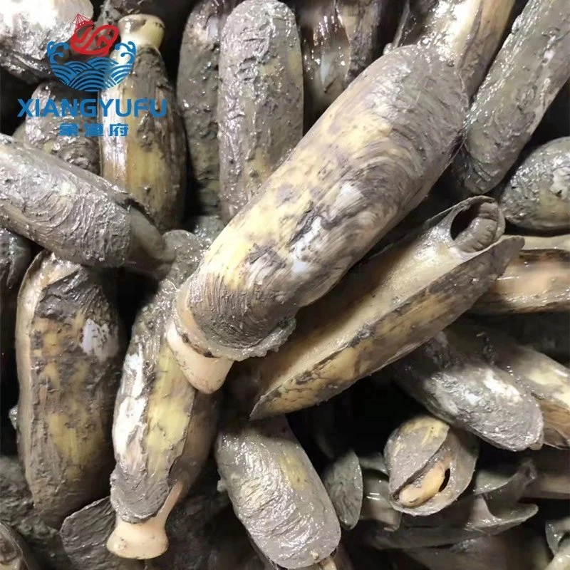 象山鲜活蛏子新鲜圣子鲜嫩野生双头蛏海蚬海贝宁波特产生鲜冻货