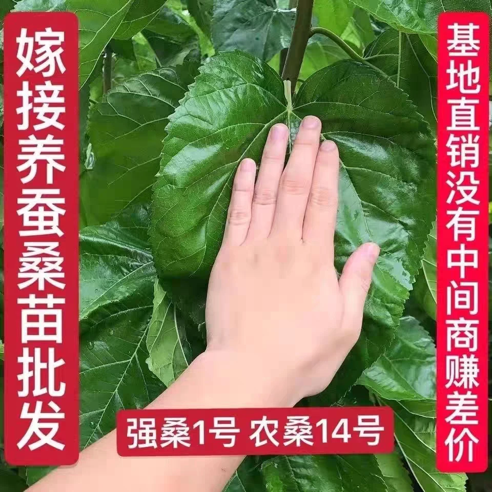 嫁接养蚕强桑1号桑树苗 农桑14号大叶桑树苗 高产桑叶苗
