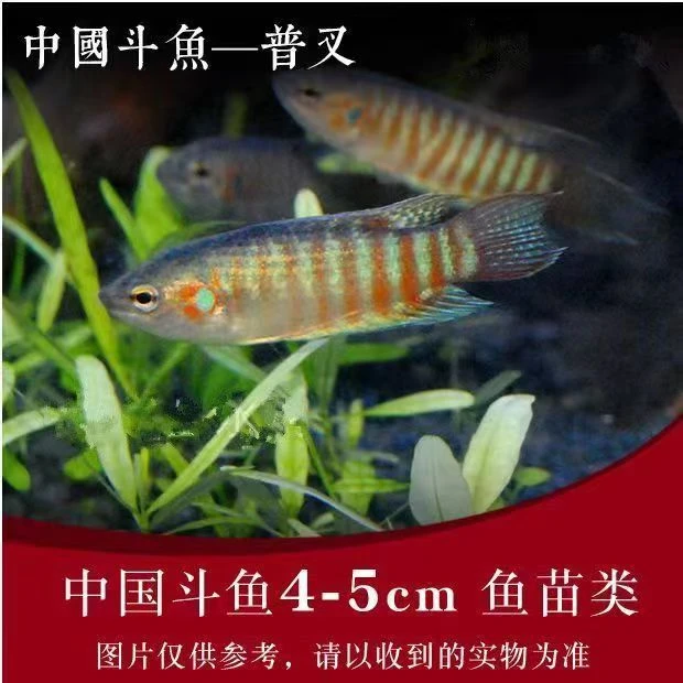 中国斗鱼活体观赏鱼淡水耐养冷水鱼无需打氧包邮