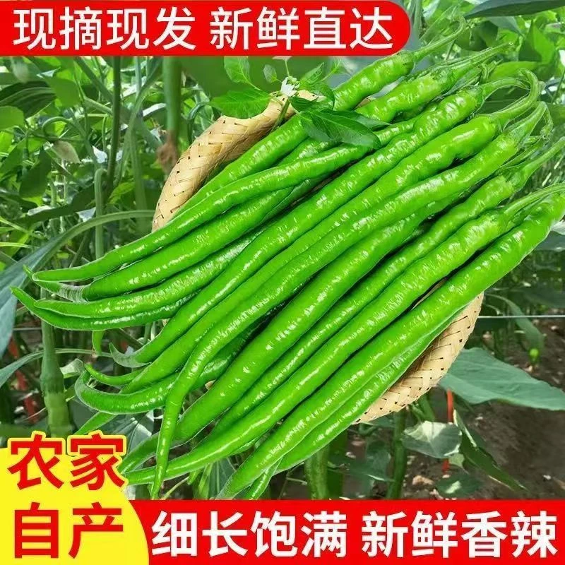 (顺丰包邮)新鲜细长青线椒尖椒辣椒青椒二荆条产地直供炒菜美味