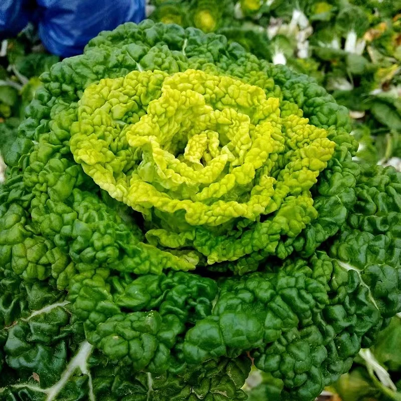 正宗鲜嫩黄心乌塌菜种子四季淮南黄心菜种子耐寒秋冬蔬菜种子育苗