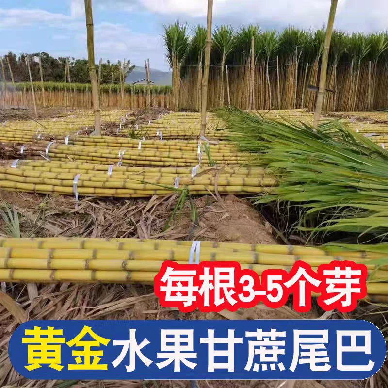 正宗广西黑皮甘蔗苗高产黄金甘蔗苗甘蔗尖水果甘蔗种苗南北方可种