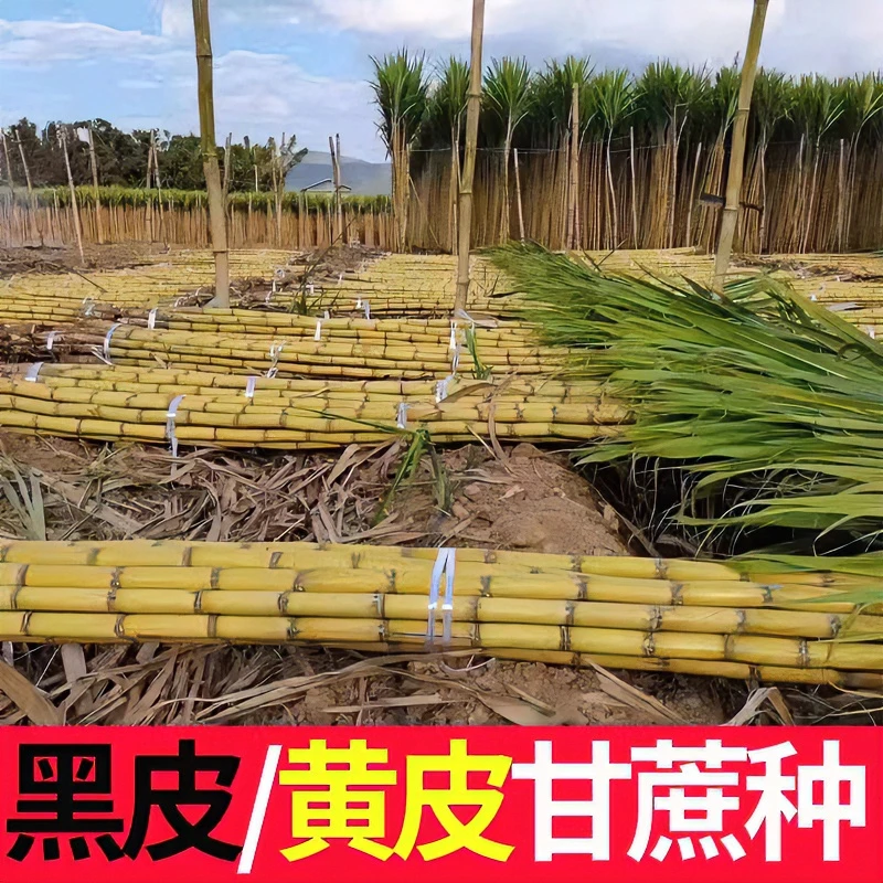 甘蔗种子四季家庭盆栽阳台大田种植正宗水果黑皮黄皮甘蔗种苗高产