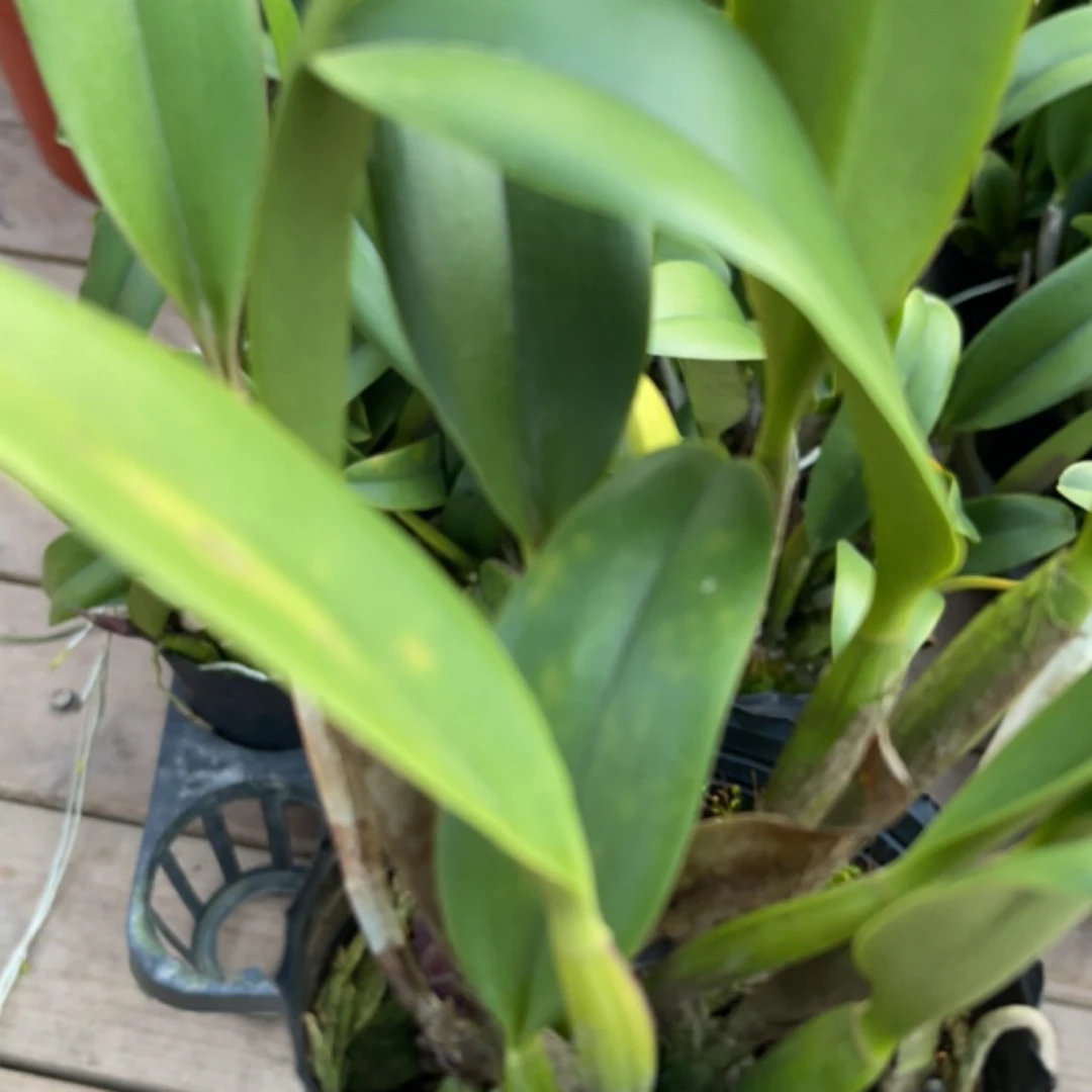 花卉卡特盲盒不带花苞的