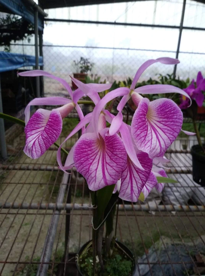 卡特兰多花品种Bc.Morning Glory