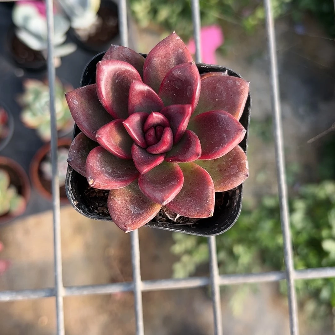 双十一活动丰沛玫瑰