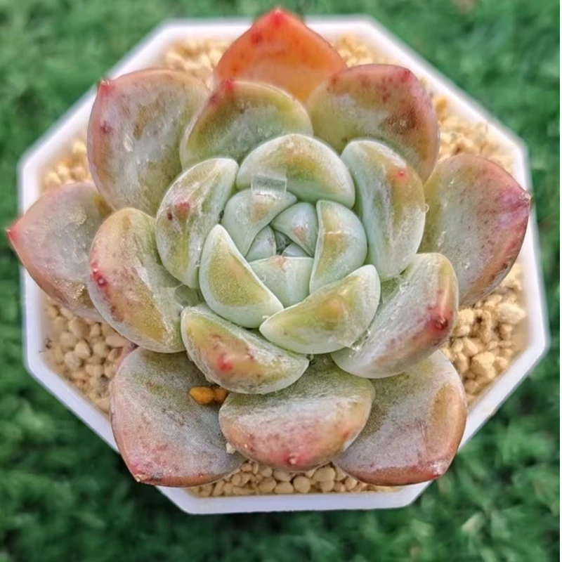 厚梦精品多肉裸根上盆