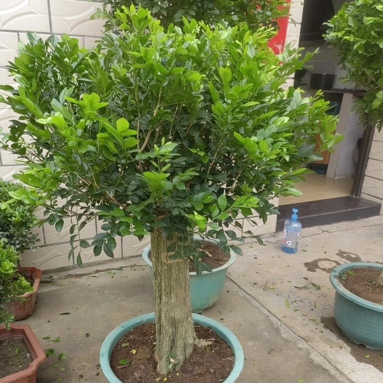 九里香老桩丶独杆子的九里香老桩盆景开花香原生老桩
