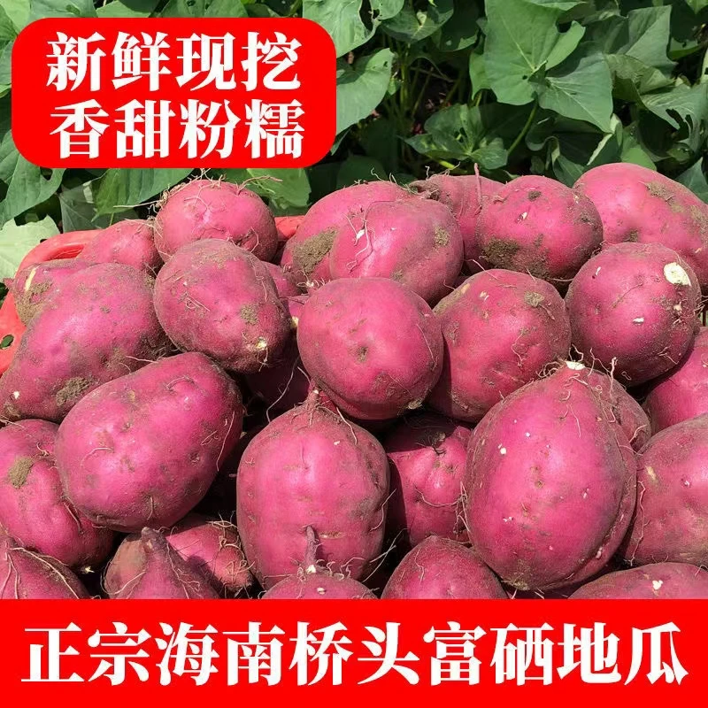 海南特产桥头地瓜香甜粉糯红薯番薯无筋无丝板栗味山芋圆果5/9斤