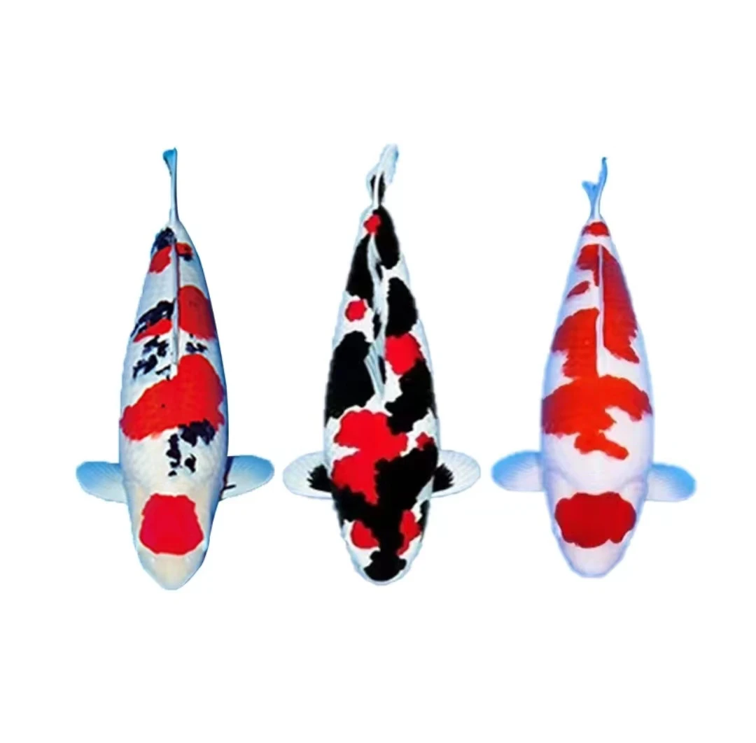 锦鲤观赏鱼，自家产，品种齐全，，红白，大正昭和