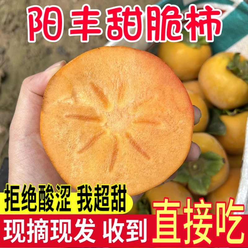 【陕西脆柿子】正宗阳丰巧克力糖心脆柿子脆甜不涩新鲜当季水果柿子