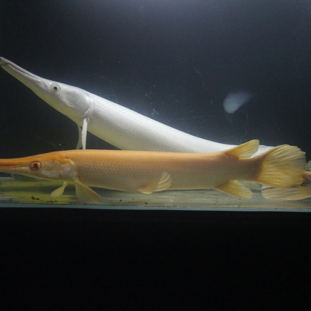 凶猛鳄雀鳝纯黄红眼火箭花火箭/黄火箭 大型淡水凶猛鱼热带鱼活体