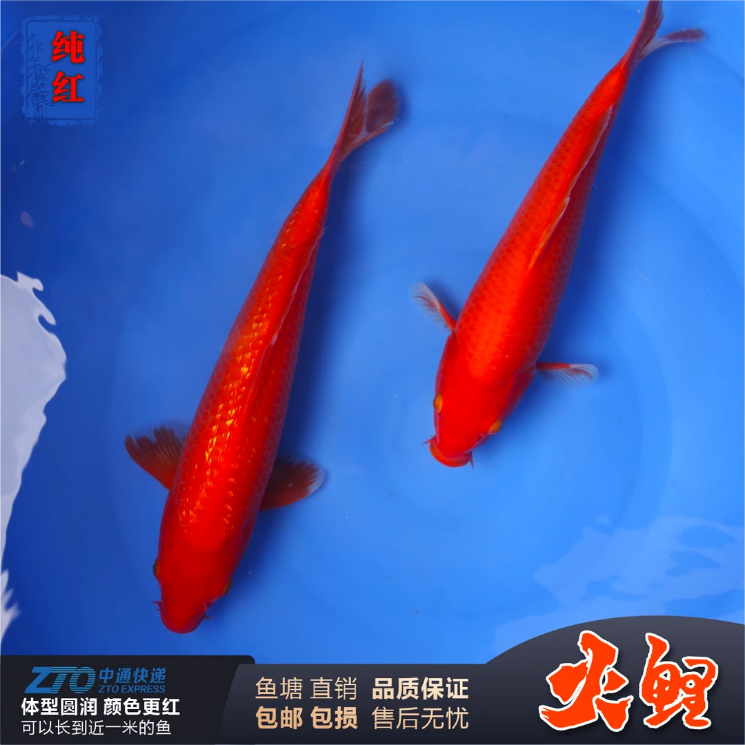 锦鲤纯红色活鱼火鲤闪麟火鲤大型冷水淡水观赏鱼火红色银鳞钻石鳞