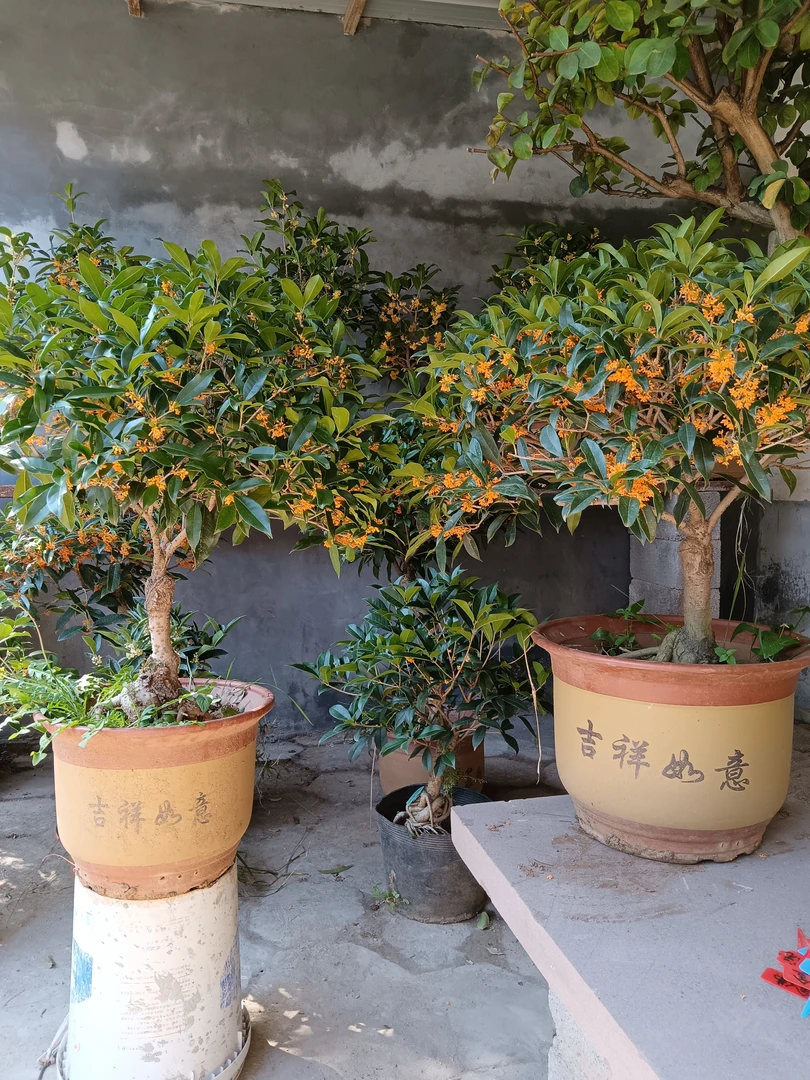 嫁接桂花福利专场 脱盆邮寄
