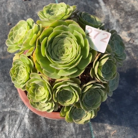 【闪购商品】万圣节272多肉