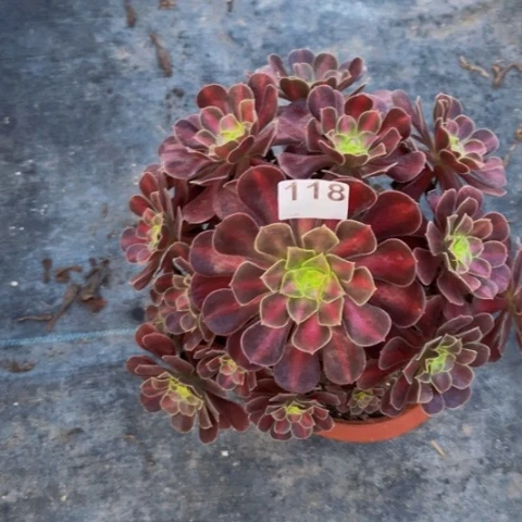 【闪购商品】华纳118多肉