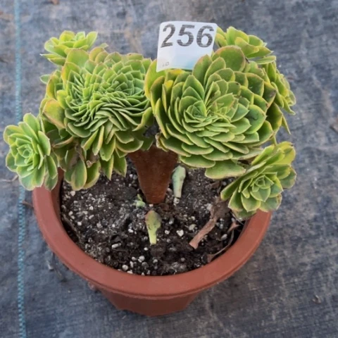 【闪购商品】奶白坠256多肉