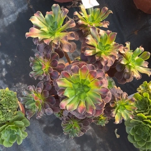 【闪购商品】华纳570多肉