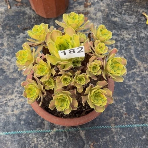 【闪购商品】西****）韶华182多肉