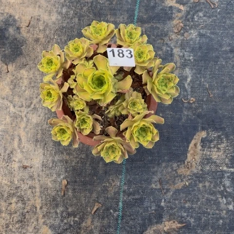 【闪购商品】爱****芬韶华183多肉