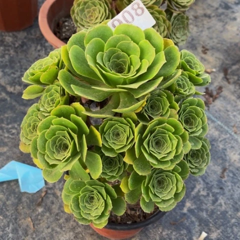 【闪购商品】绿玫瑰908多肉