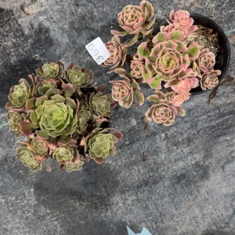 【闪购商品】女巫369多肉