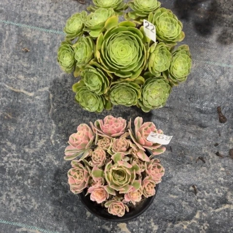 【闪购商品】万圣节227多肉