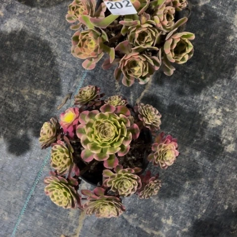 【闪购商品】女巫202多肉
