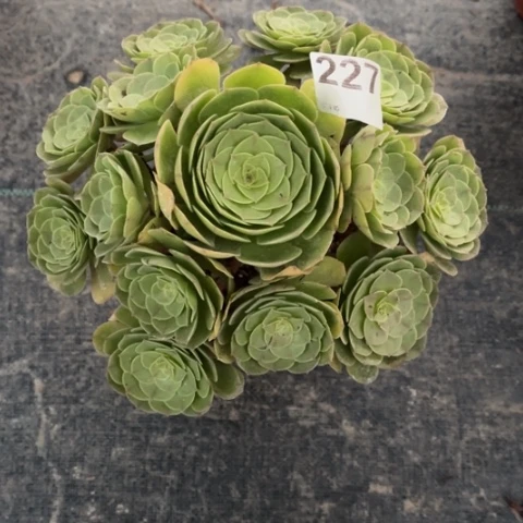 【闪购商品】万圣节227多肉