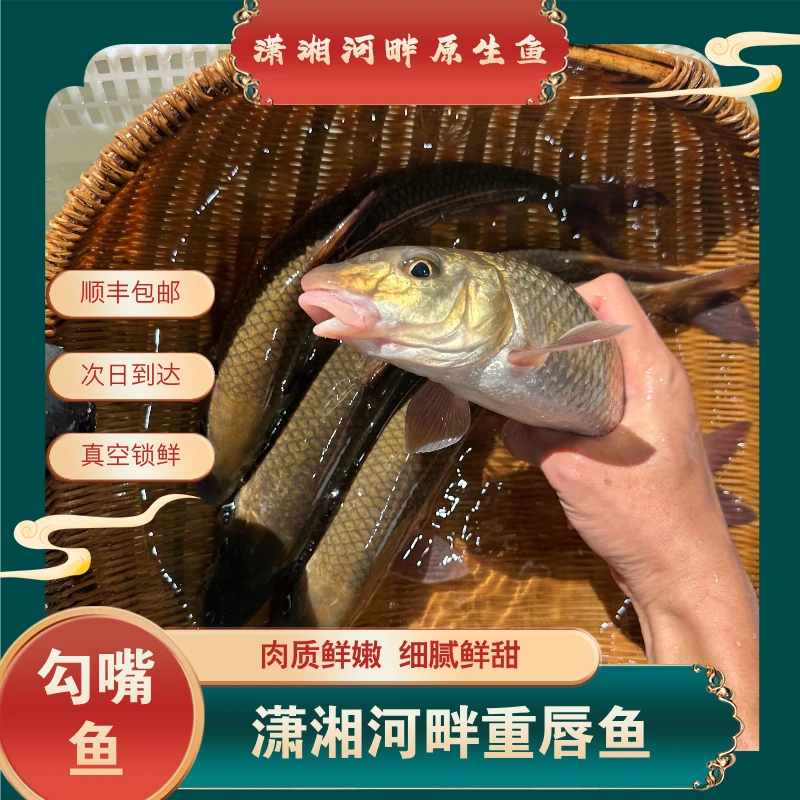 勾嘴鱼重唇鱼虫虫鱼溪流冷水鱼