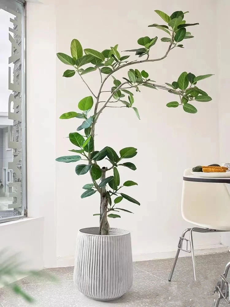 老桩高山榕盆栽造型绿植大型室内客厅好养北欧ins风家居落地植物