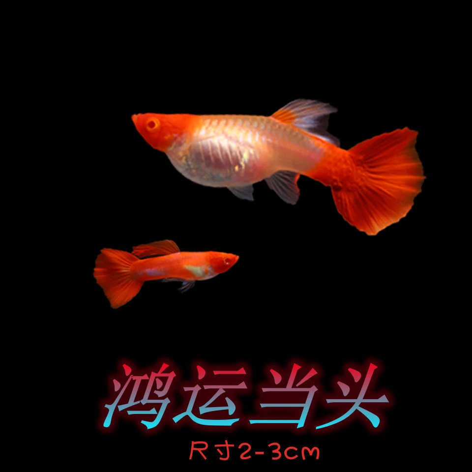 鸿运当头孔雀鱼好养鱼幸运鱼小型鱼热带鱼观赏鱼凤尾种鱼胎生鱼