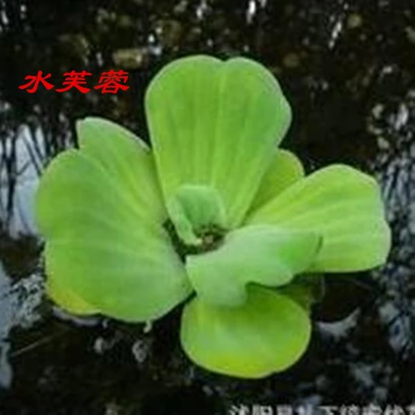 水葫芦浮萍水生植物养鱼养龟鱼缸造景净化水质鱼池水草种子水芙蓉