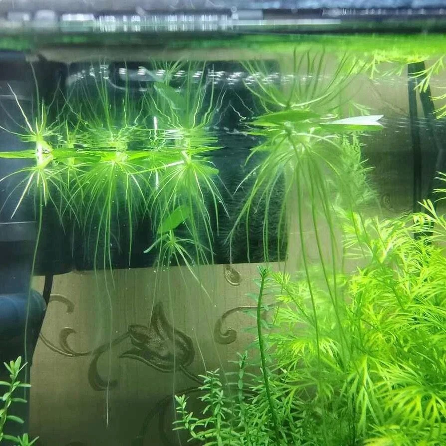 鱼缸浮浮性水草圆心圆形浮萍水生植物吸收NO2NO3氨氮活体净水植