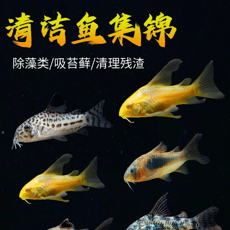 金苔鼠清洁鱼鱼缸工具鱼除藻吃粪便垃圾鱼老鼠鱼热带观赏鱼清道夫