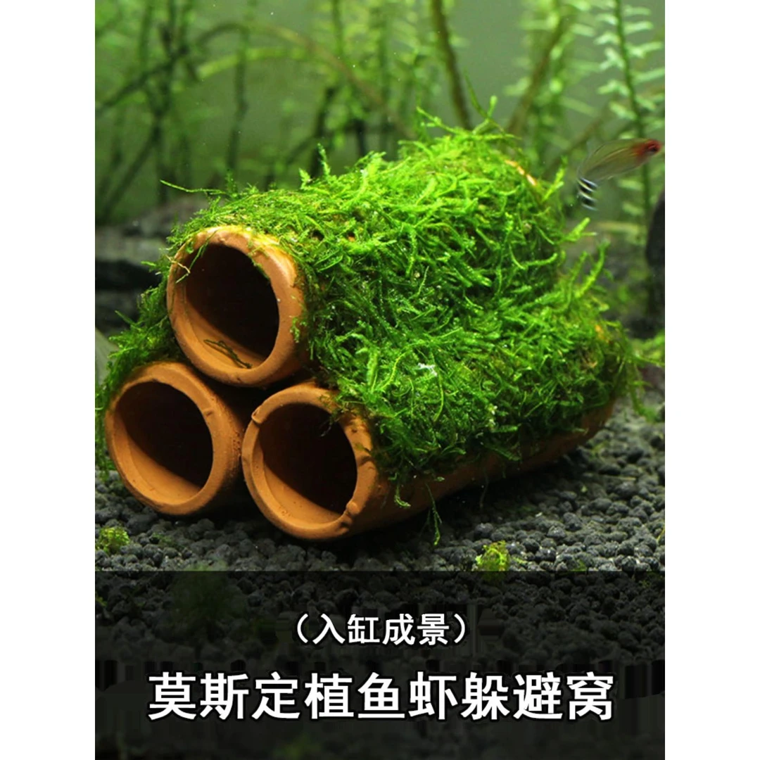 莫斯定植躲避窝三孔蕨类大三角莫斯活体水草鱼虾缸水族箱造景装饰