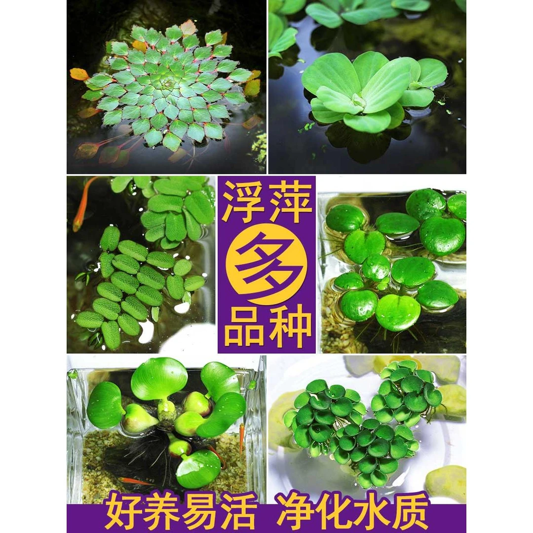 鱼缸浮萍水草活体植物浮性除NO3净化水质微景观水族箱满10元包邮